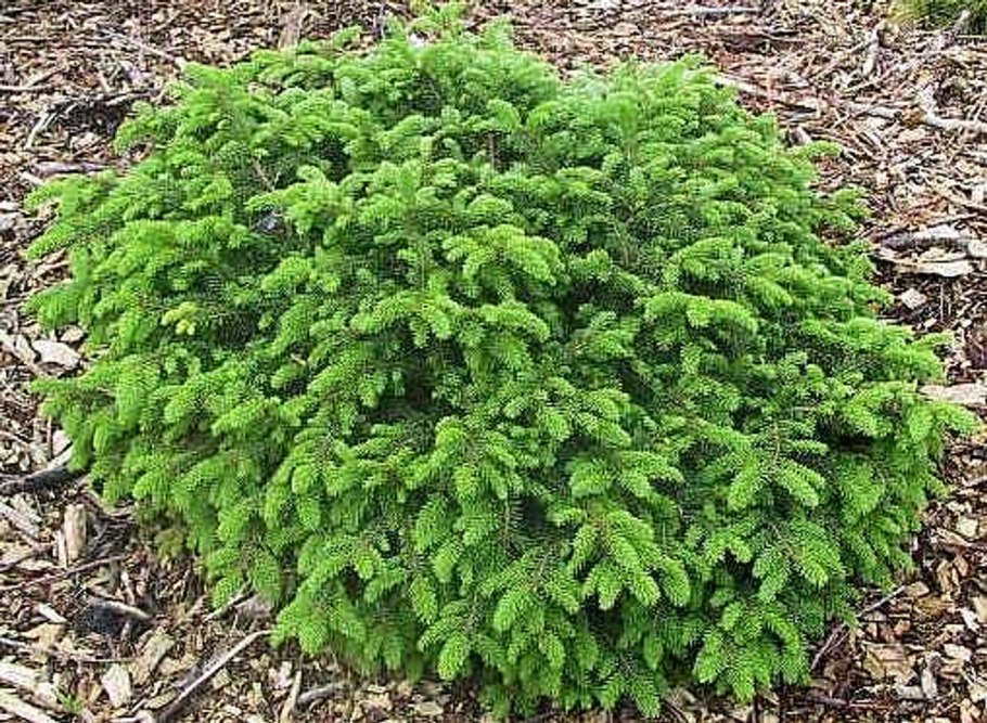 Ель обыкновенная Элеганс/Picea Abies elegans