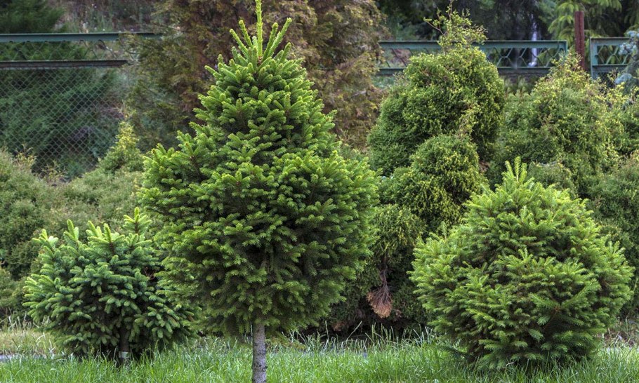 Ель обыкновенная Picea Abies p9