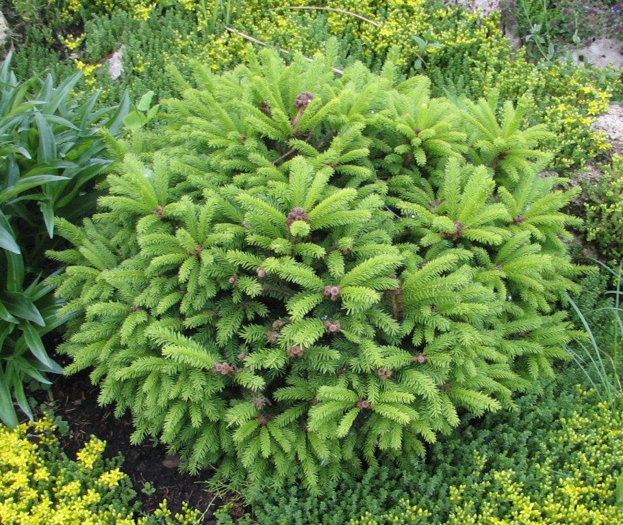 Ель обыкновенная Барри Picea Abies Barryi