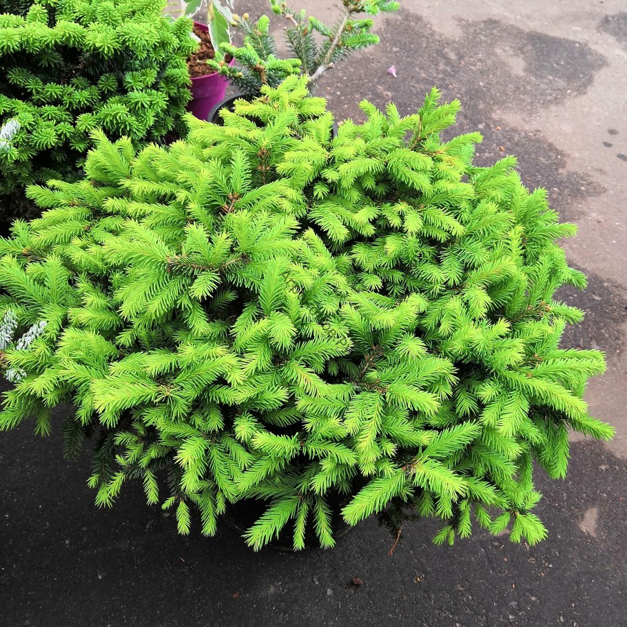 Picea Abies 'Velopoli'