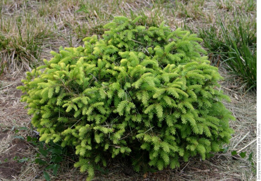 Ель обыкновенная Nidiformis