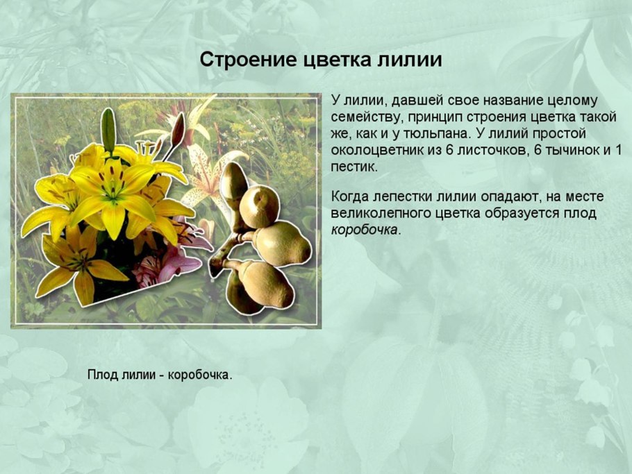 Семейство Мелантиевые диаграмма цветка