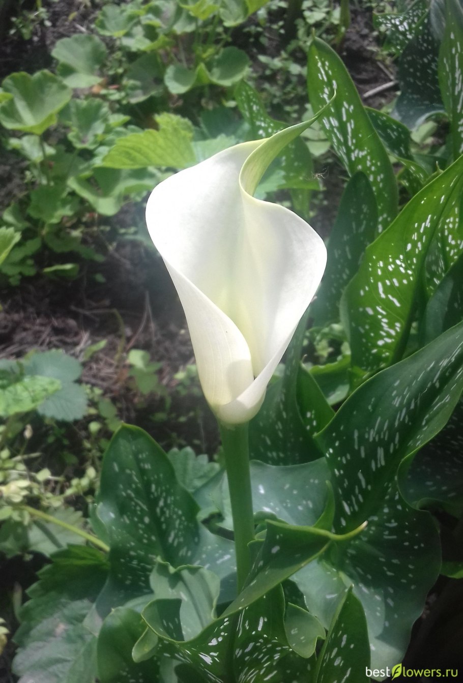 Ароидные комнатные растения