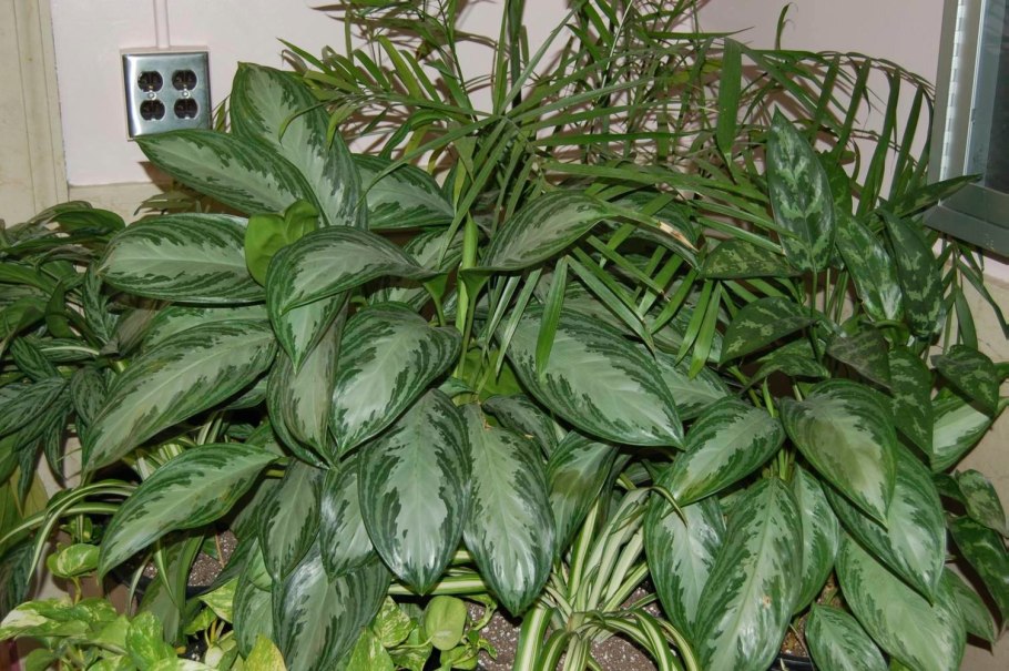 Антуриум Мейн