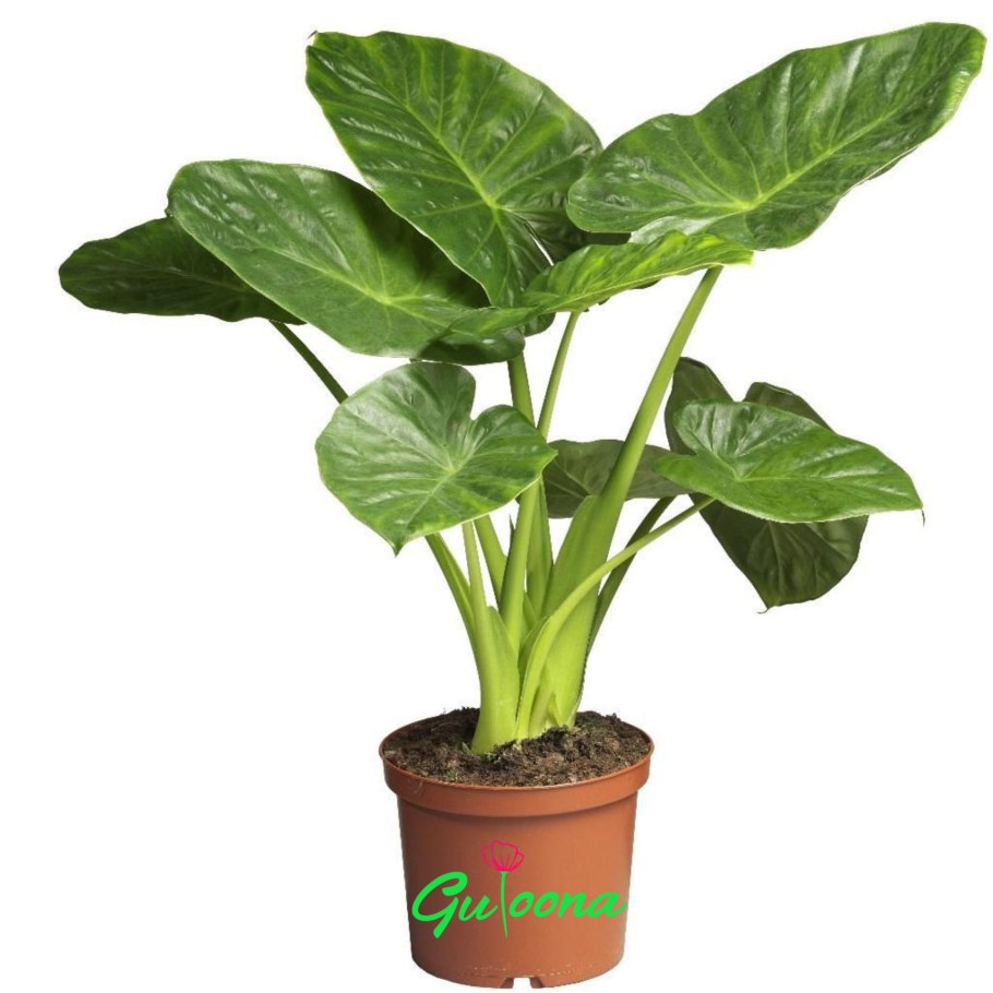 Семейство Аронниковые