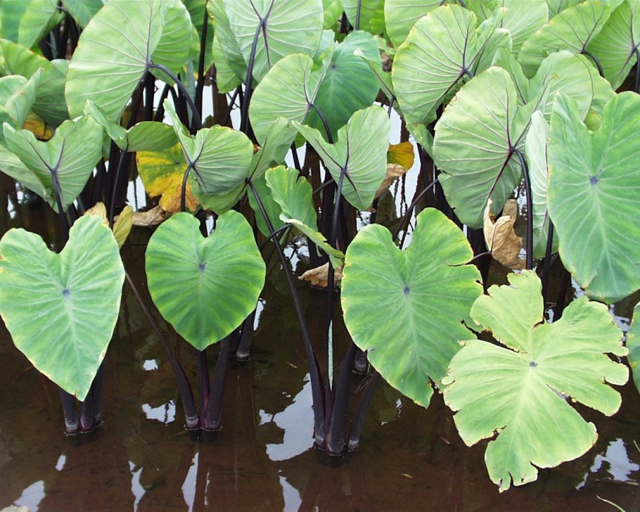 Японский спатифиллум