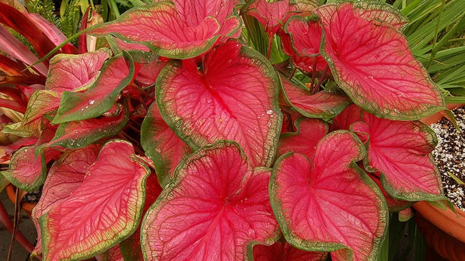 Алоказия Триангулярис