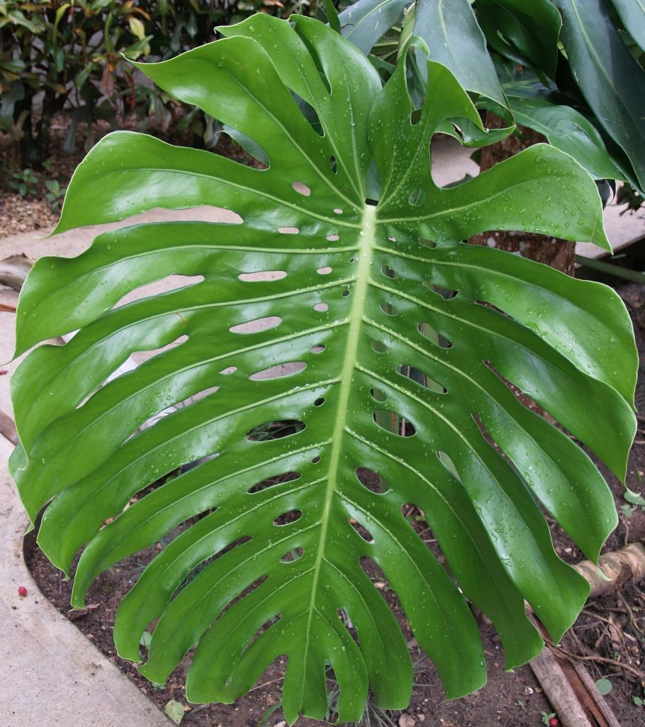 Ароидные (подсемейство)