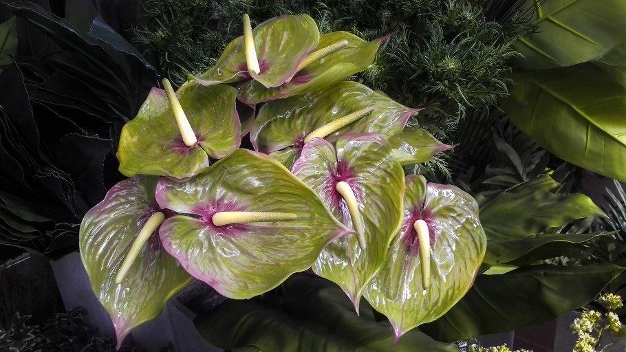 Xanthosoma sagittifolium