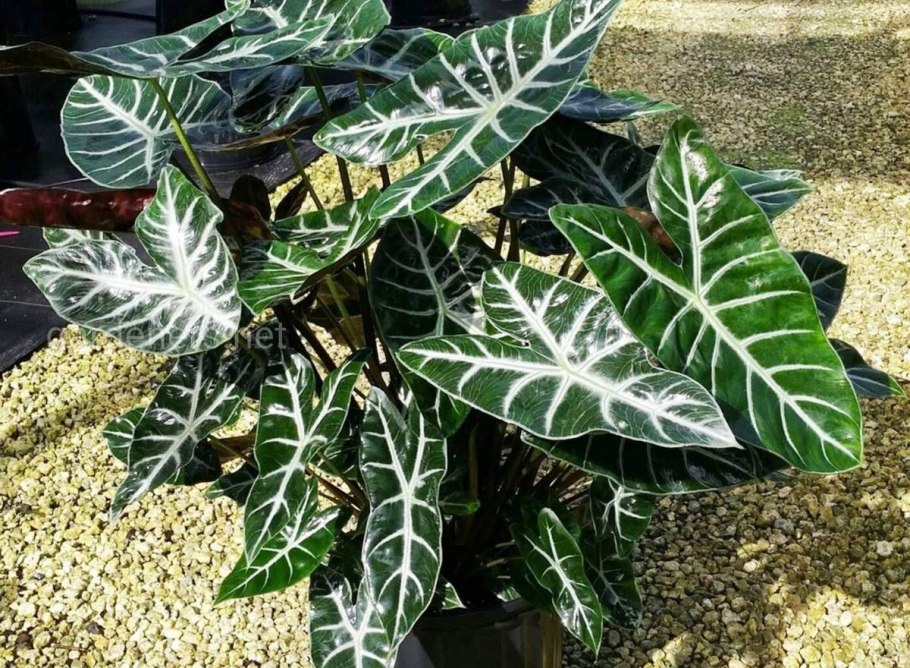 Филодендрон Зебра