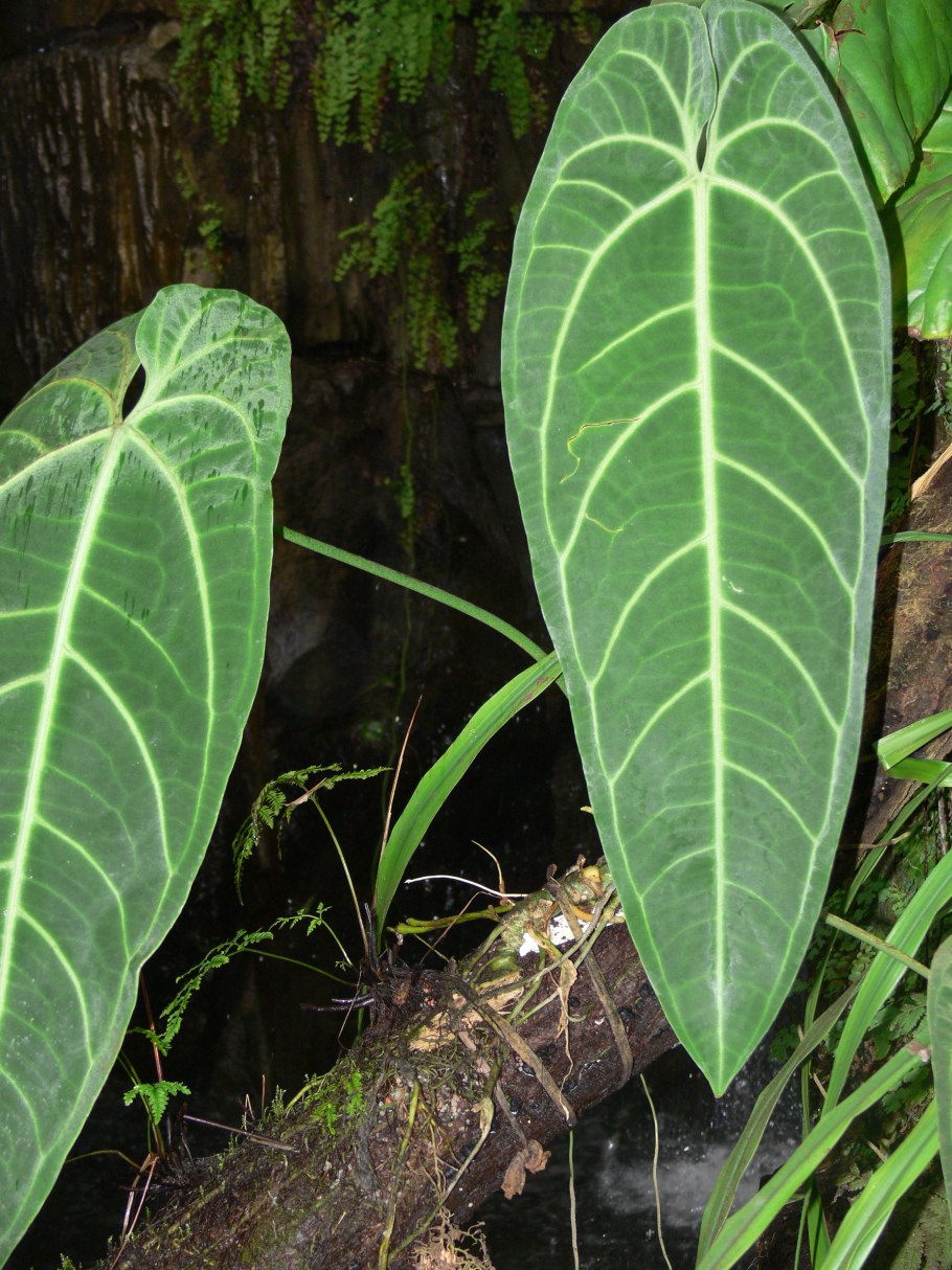 Антуриум Шерцера Алексия Блю