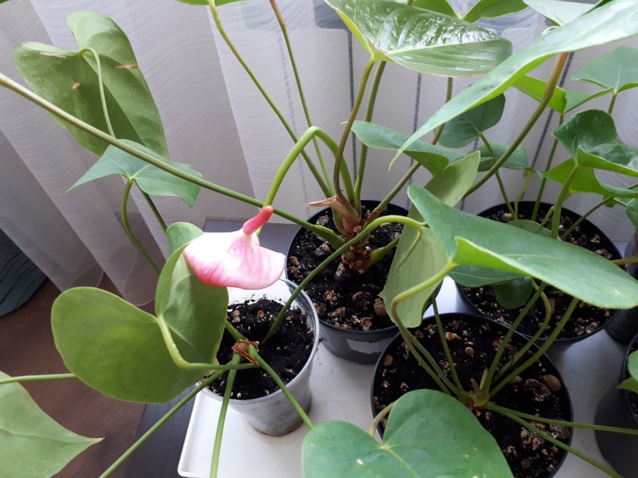 Спатифиллум ложковидный