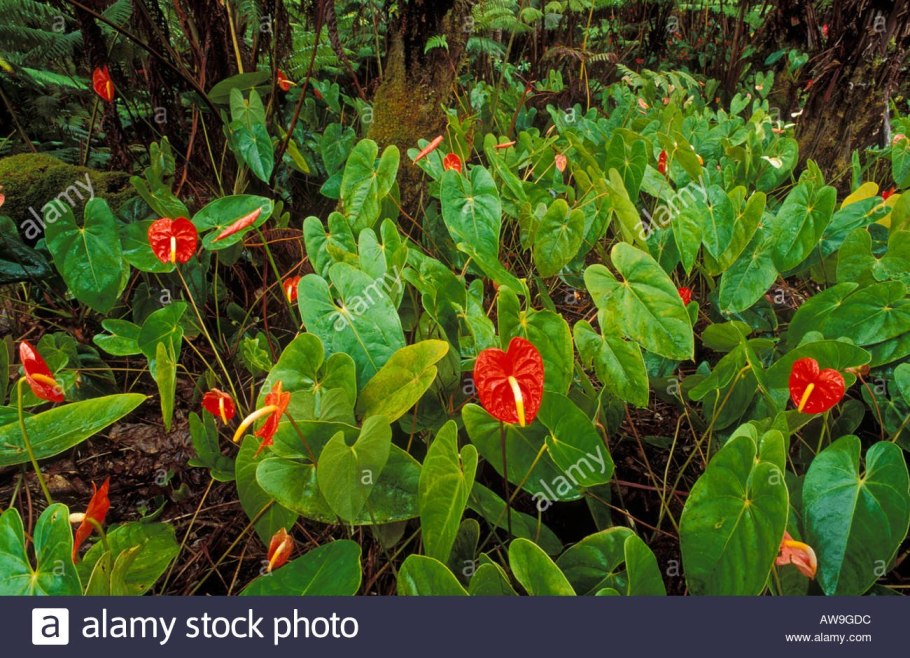 Зантедеския или Калла