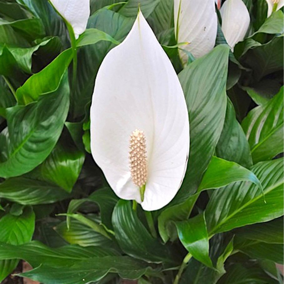 Каладиум (Caladium Red Ruffles