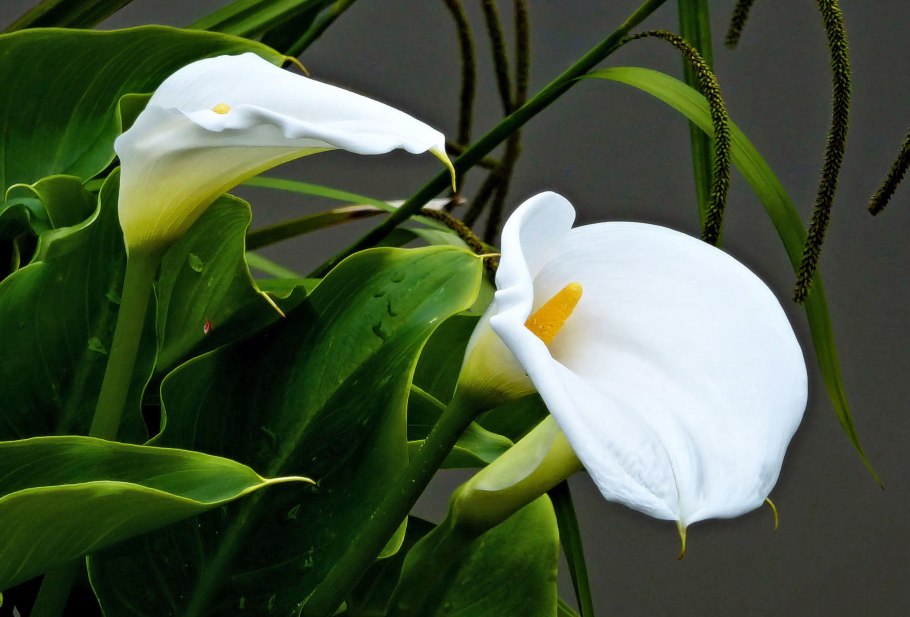 Антуриум Шерцера Алексия Блю