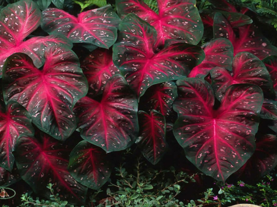 Калла Captain Fuego