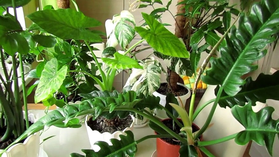 Алоказия плюмбея