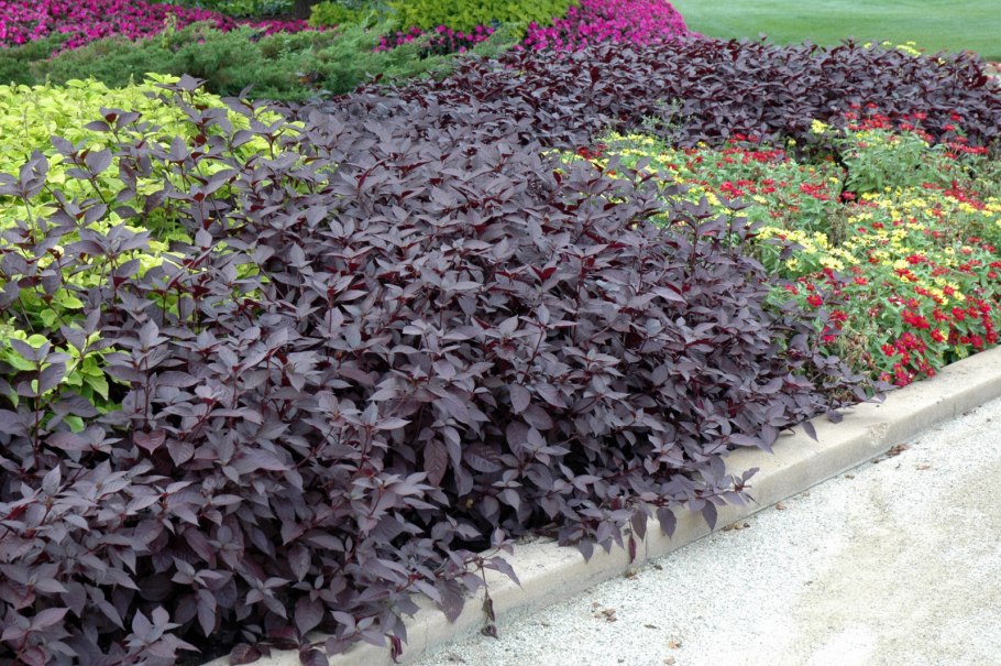 Альтернантера прелестная