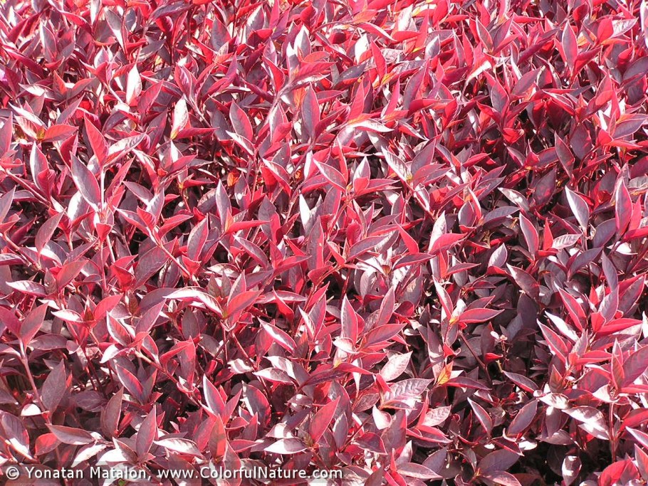 Альтернантера Бетзика