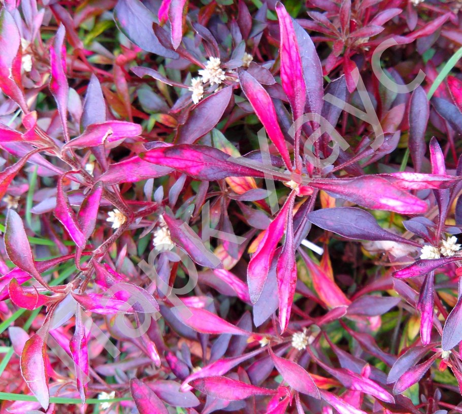 Альтернантера Беттцика Золотая