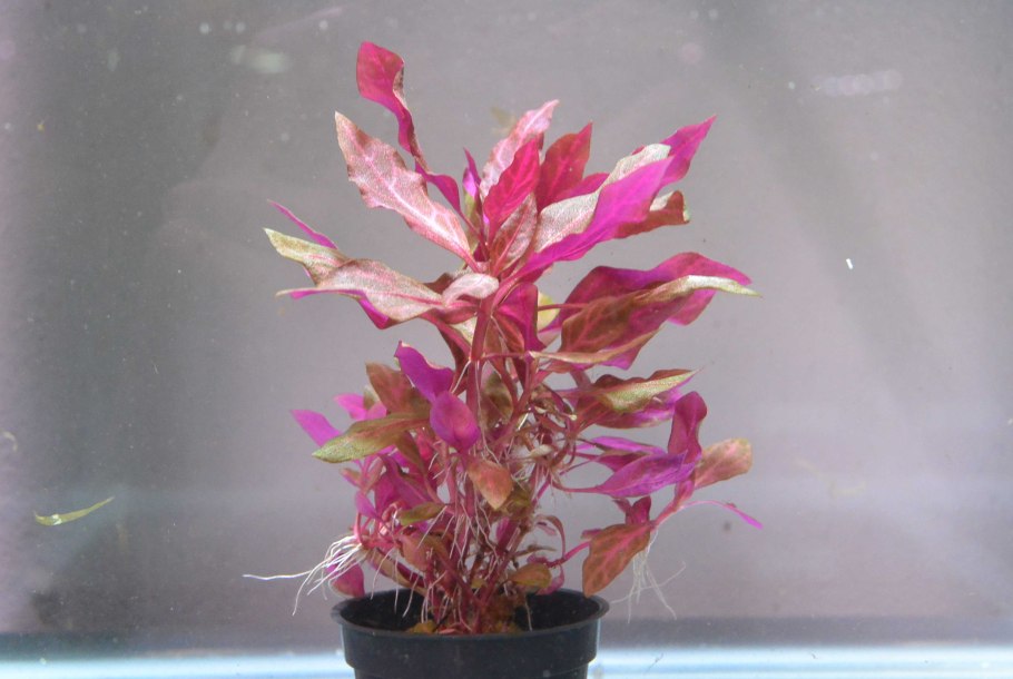 Альтернантера Рейнека "Розаблатриг"