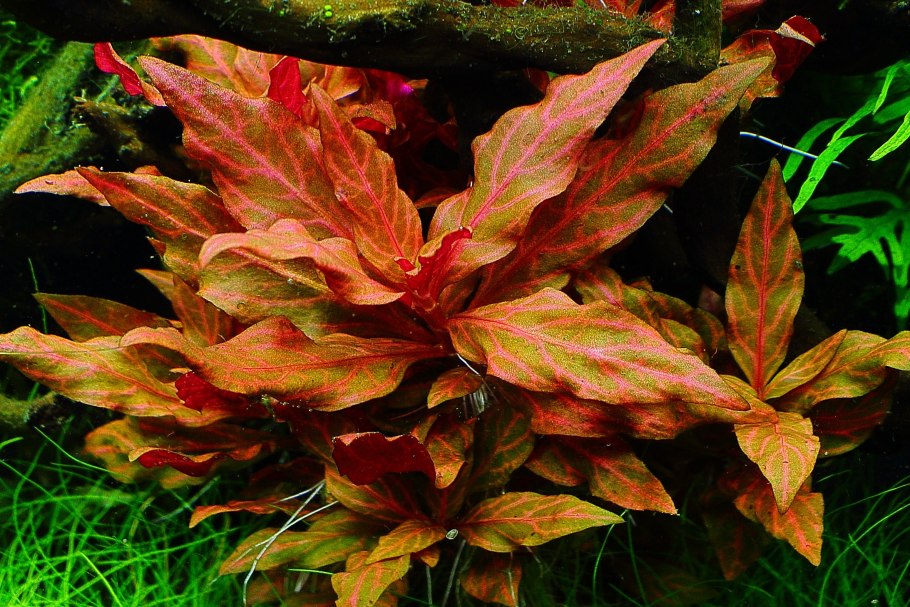 Альтернантера розанервиг