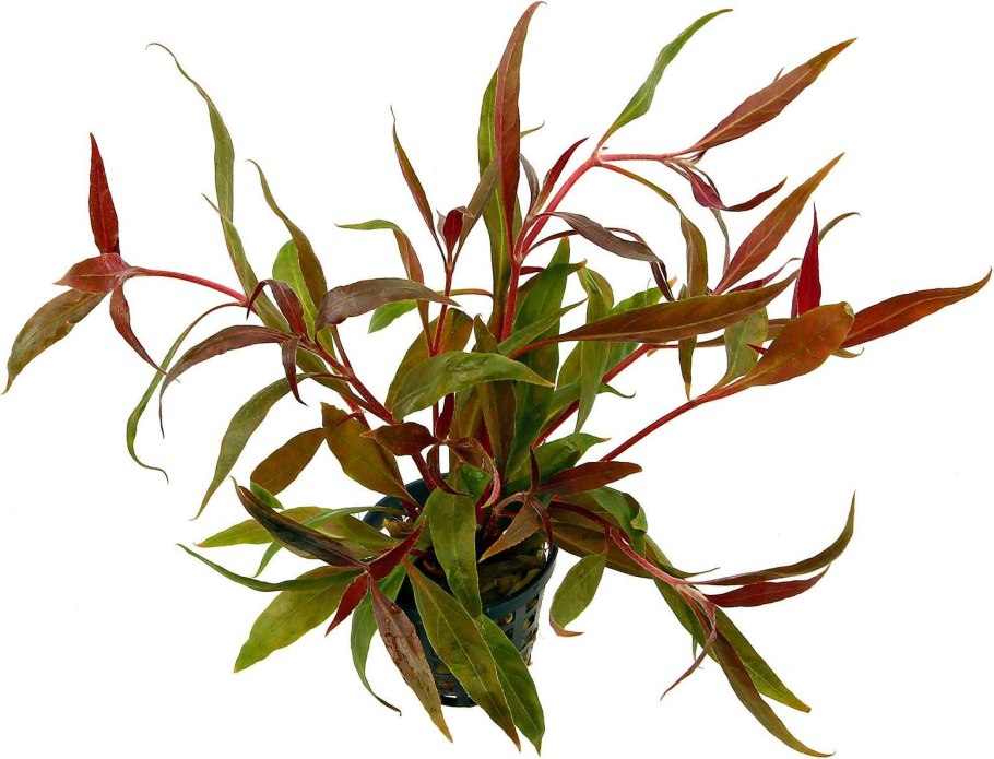 Альтернантера Рейнека