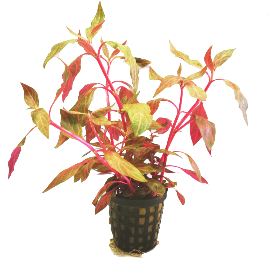 Alternanthera Amoena