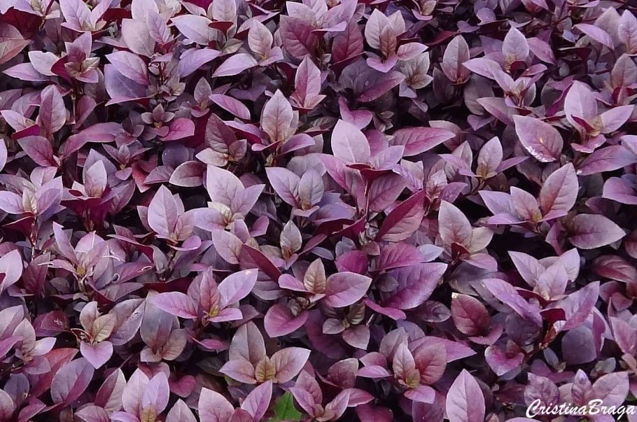 Альтернантера Бетзика