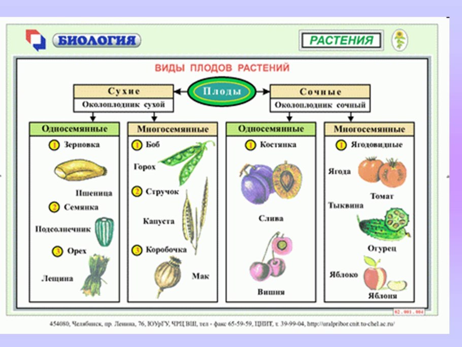 Отдел Покрытосеменные размножение
