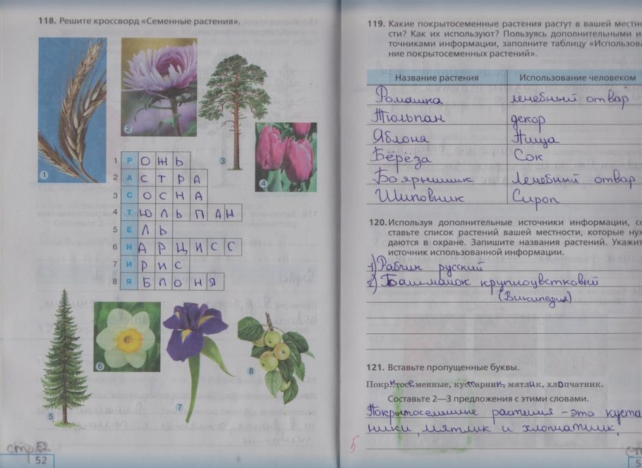 Генеративные репродуктивные органы растения