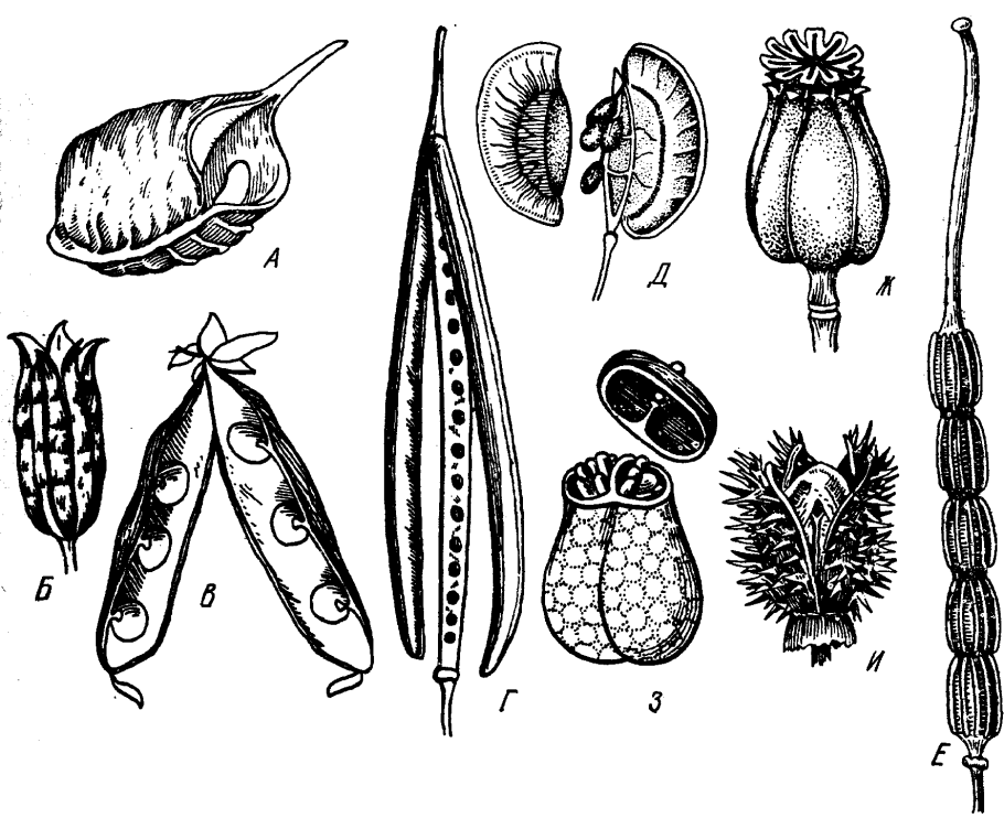 Покрытосеменные растения это цветковые растения
