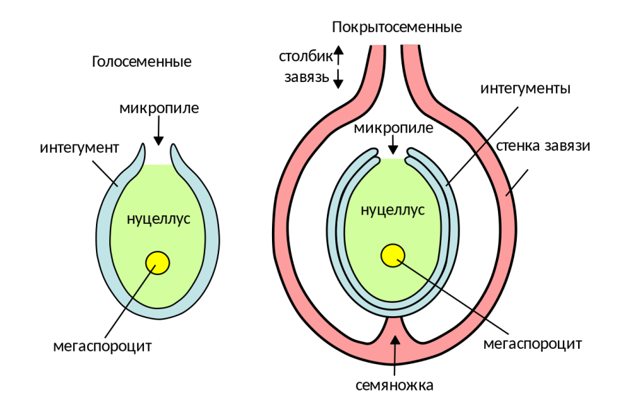 Схема цветка биология 6 класс