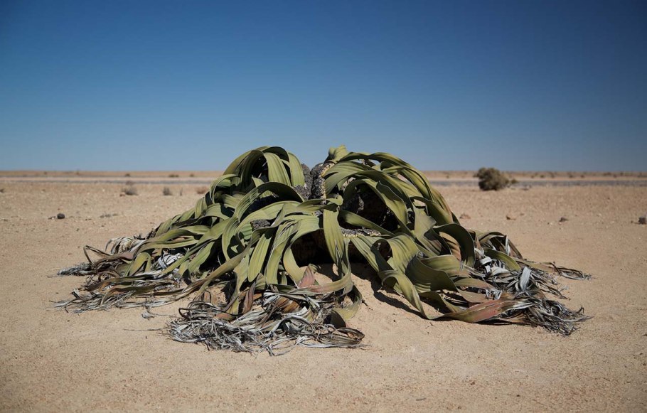 Вельвичия мирабилис Welwitschia Mirabilis
