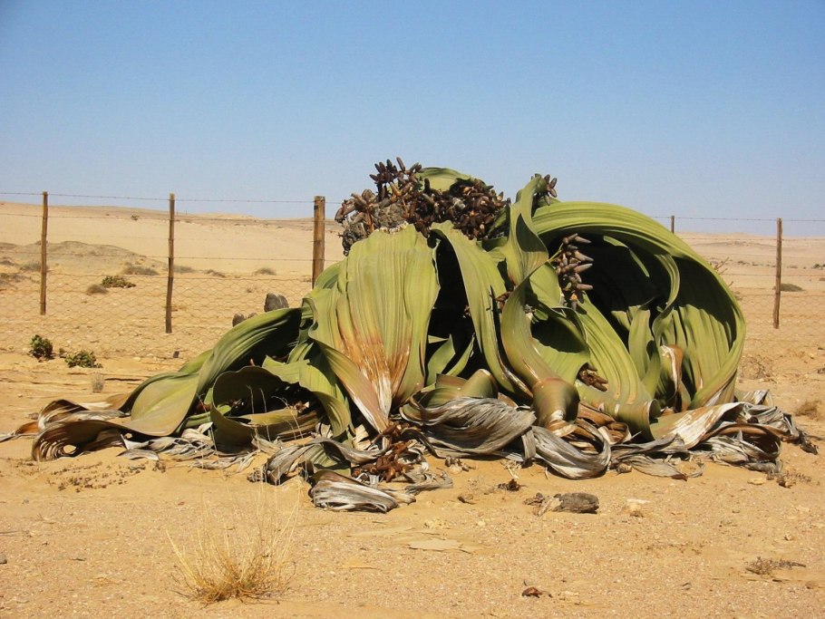 Вельвичия удивительная ( Welwítschia Mirábilis )