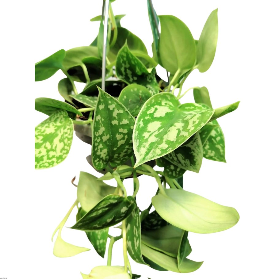 Растение мужегон монстера