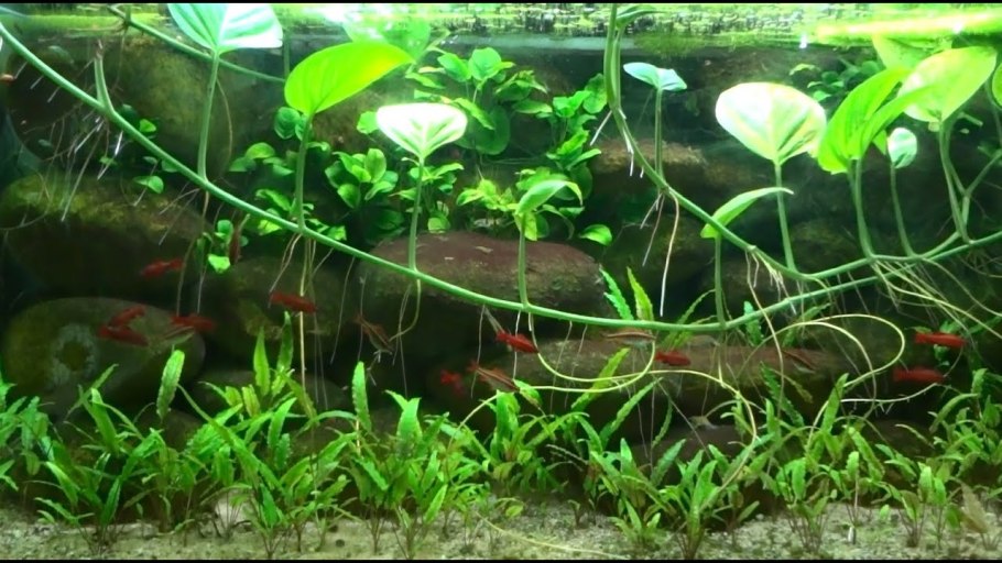 Эпипремнум Сильвер Квин