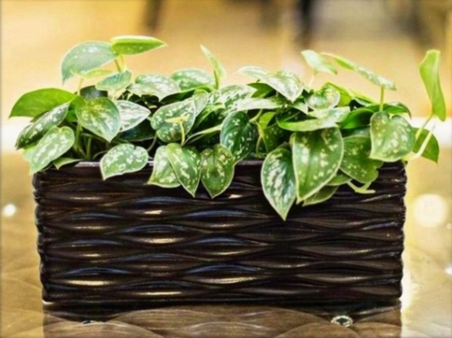 Акваскейп Аквапоника