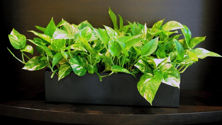 Эпипремнум Ауреум