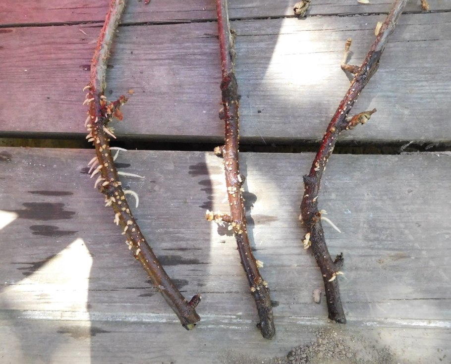 Черенкование пузыреплодника одревесневшими черенками