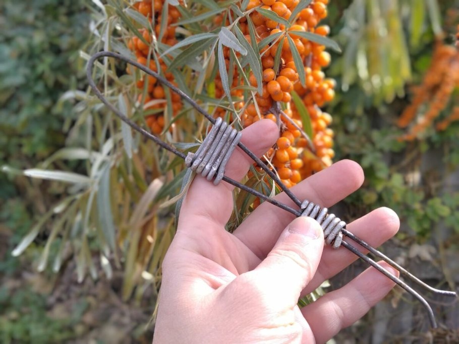 Жимолость размножающаяся отводками