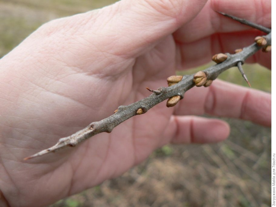 Облепиха осенью