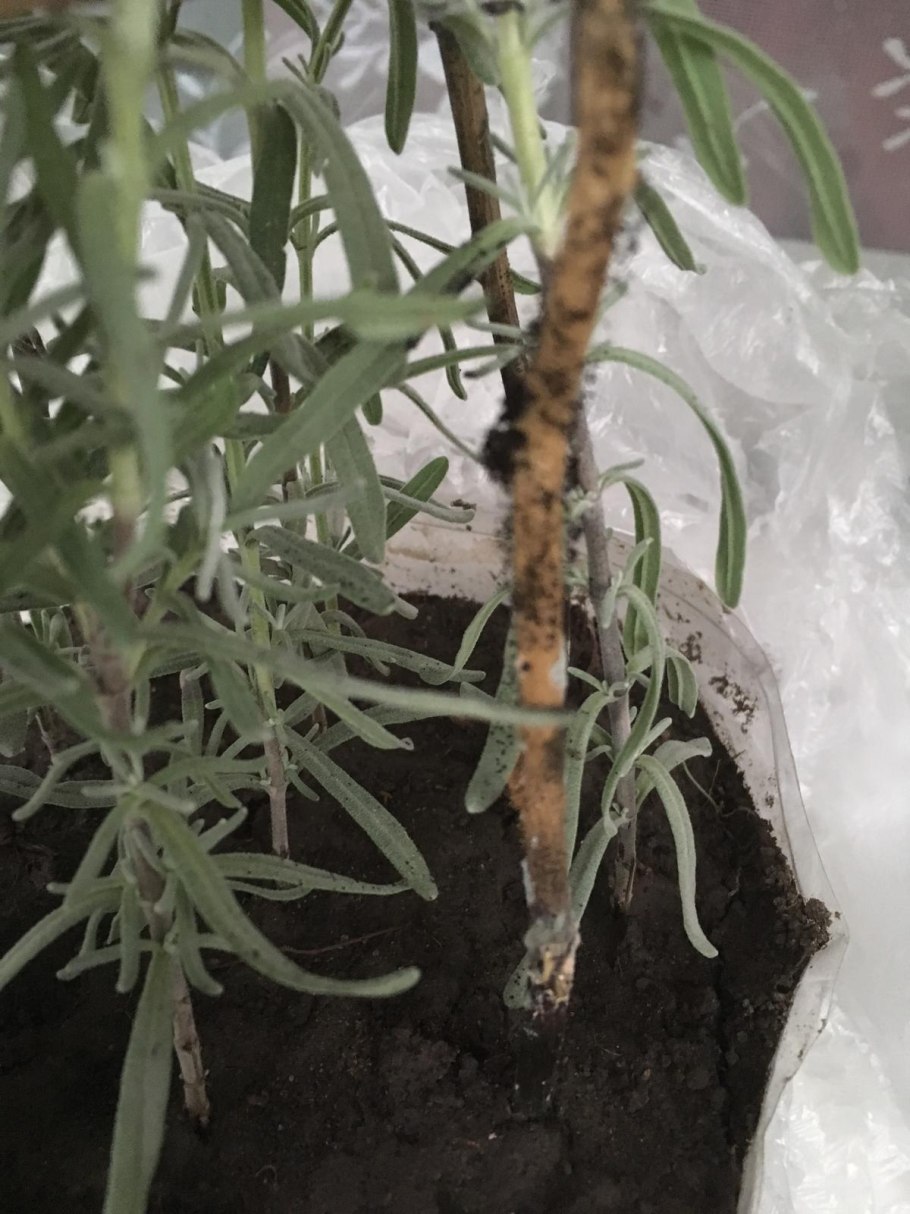 Черенкуем облепиху