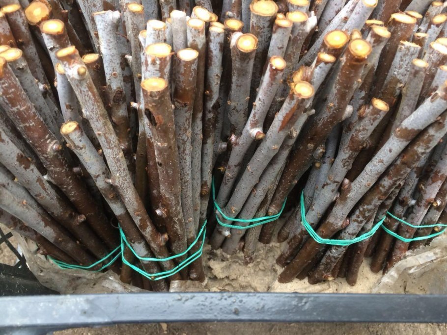 Черенкуем облепиху