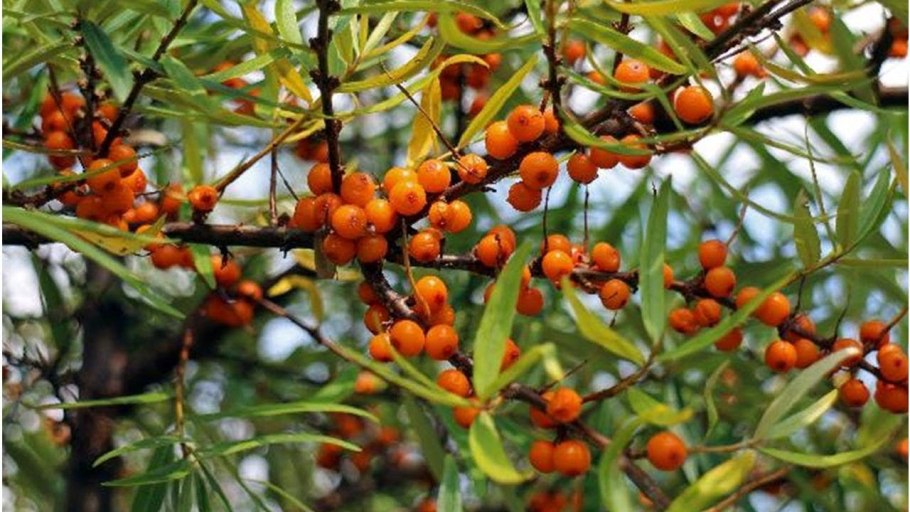 Вегетативное размножение растений прививками