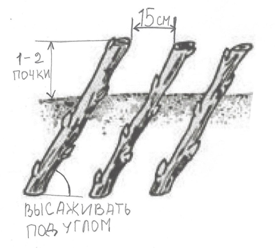 Прививка яблони улучшенной копулировкой
