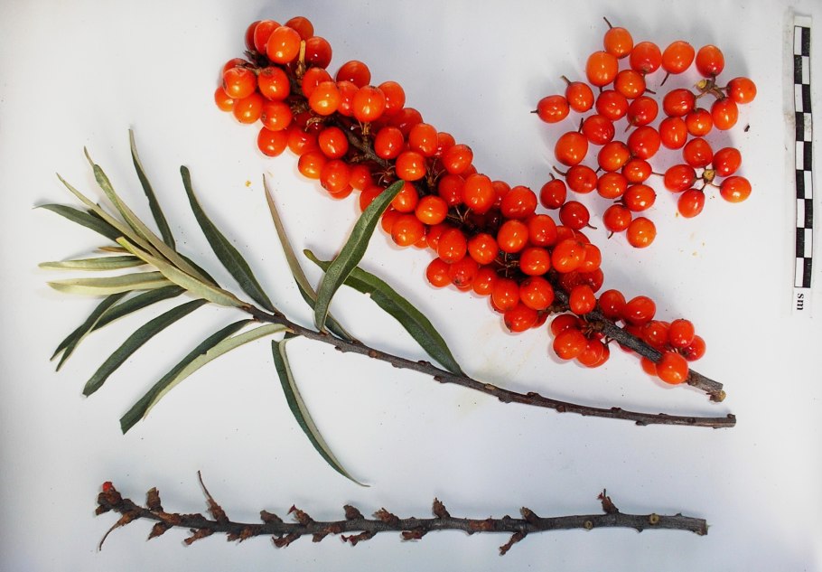 Размножение корневыми черенками