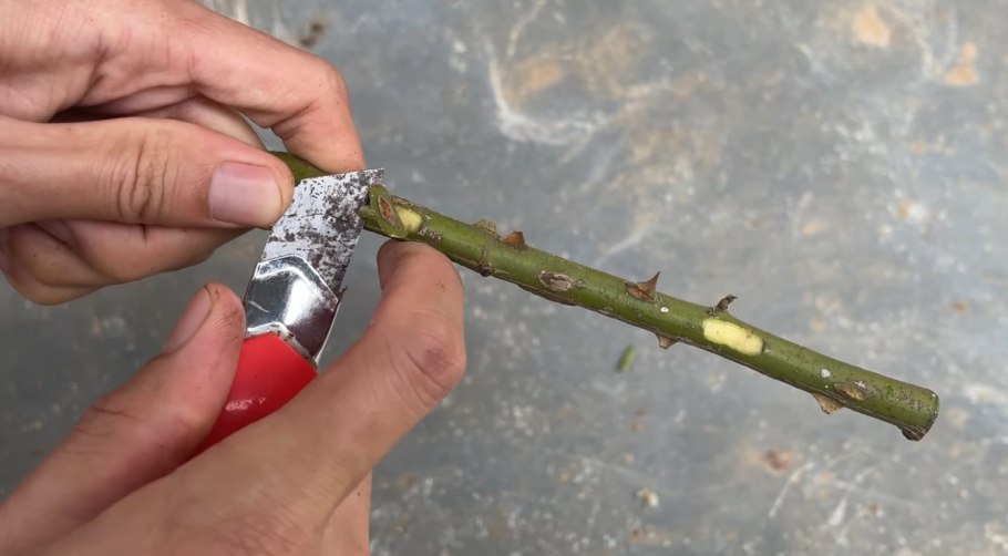 Сроки посадки деревьев и кустарников