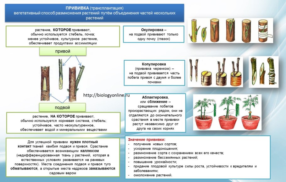 Типы прививка вегетативное размножение