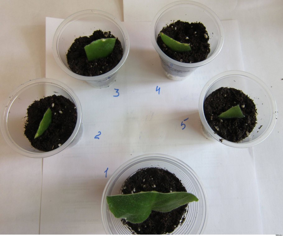 Посадка ирисов осенью в открытый грунт
